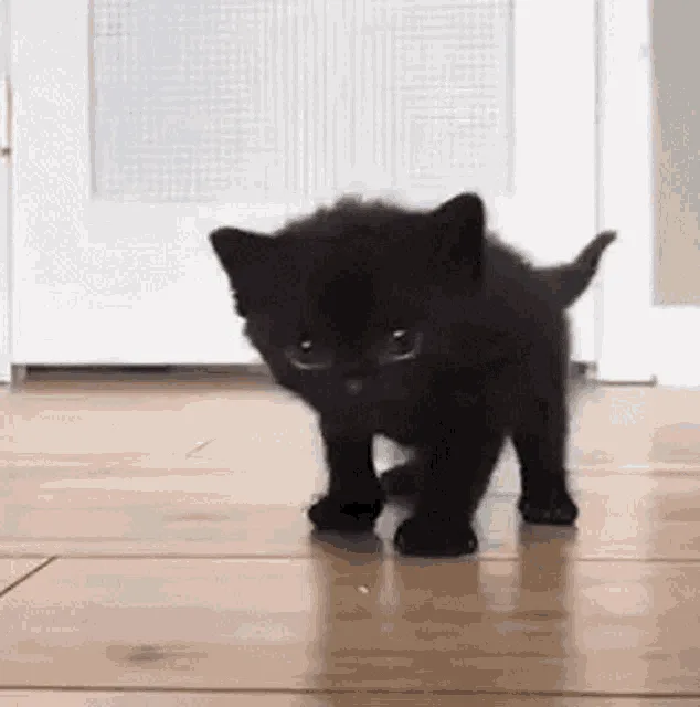 A small black kitten walking toward the camera across a wooden floor.